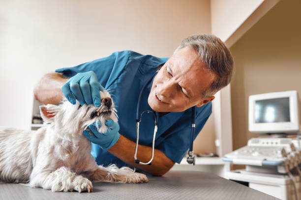 Best Emergency Dental Care for Broken or Chipped Teeth in Iowa Park, TX